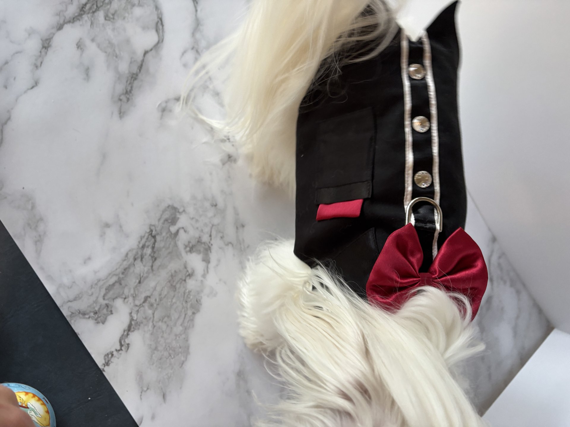 Tuxedo Time Dog Harness Vest with solid cast D-ring ... perfect for lunch out, or for the perfect wedding attire